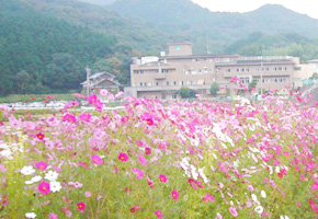写真：お花