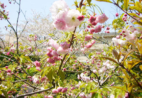 写真：お花
