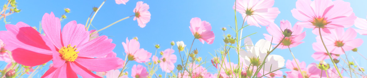 写真：お花イメージ